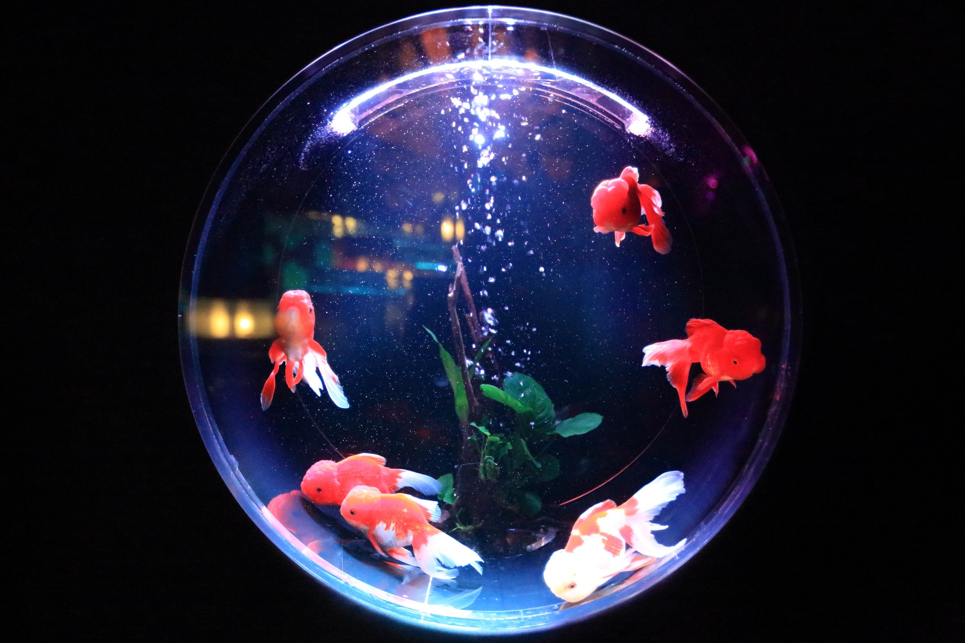 Aquarium décor tips