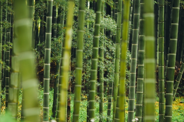 Kun Bamboo
