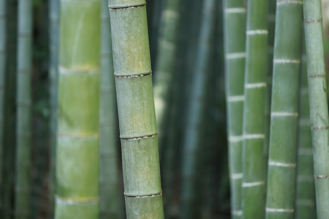 Xun Bamboo