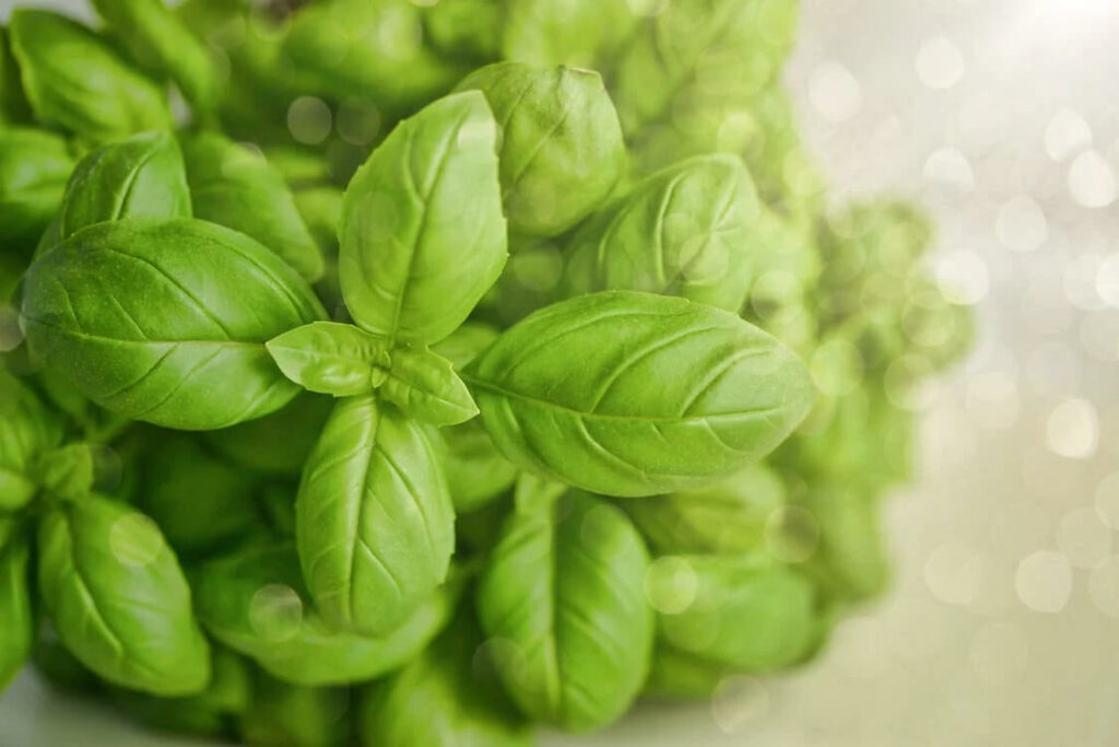 ways to get rid of houseflies with basil