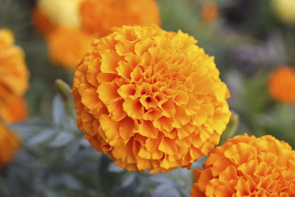 Use of marigold flowers