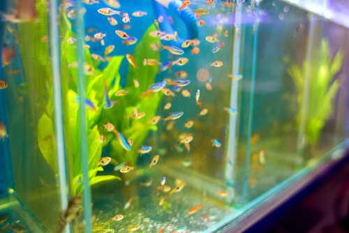 money plant aquarium