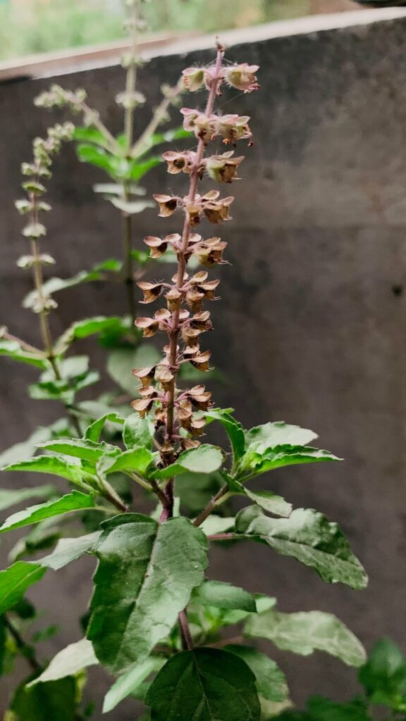 a shyama tulsi plant with flowes