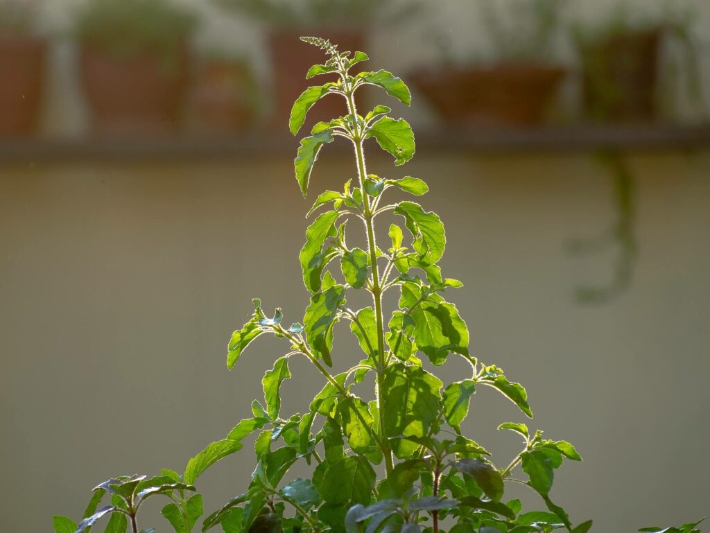 a tulsi plant in sunlight